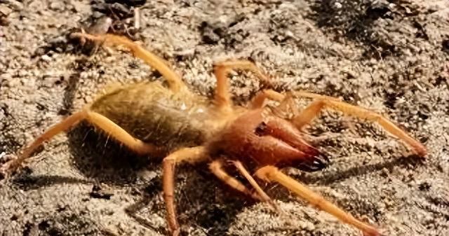 干旱沙漠发现“抱脸虫”？用“嘴”捕杀猎物，恐怖10条腿追着人咬
