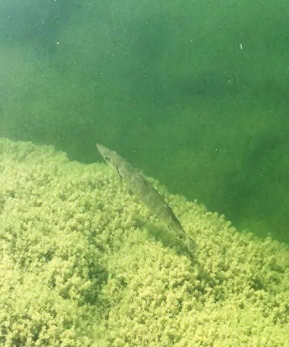 乌江水面浮现很多1米长的鱼，居然连钓鱼的人都没认出是什么鱼