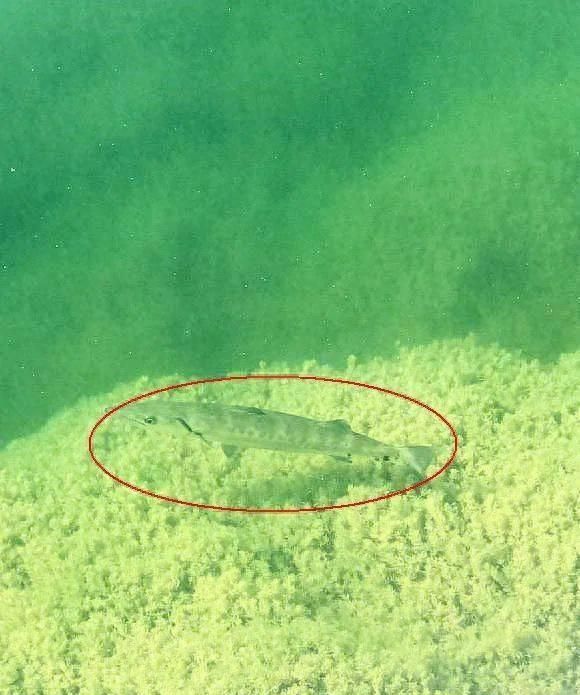 乌江水面浮现很多1米长的鱼，居然连钓鱼的人都没认出是什么鱼