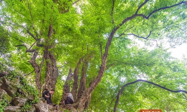 700岁青檀独木成林！它是从石崖缝里“蹦”出来的