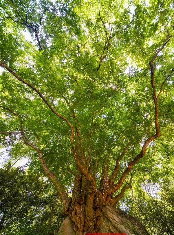 700岁青檀独木成林！它是从石崖缝里“蹦”出来的