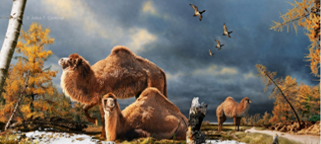 最早的骆驼只有兔子大小？一文读懂骆驼的进化史