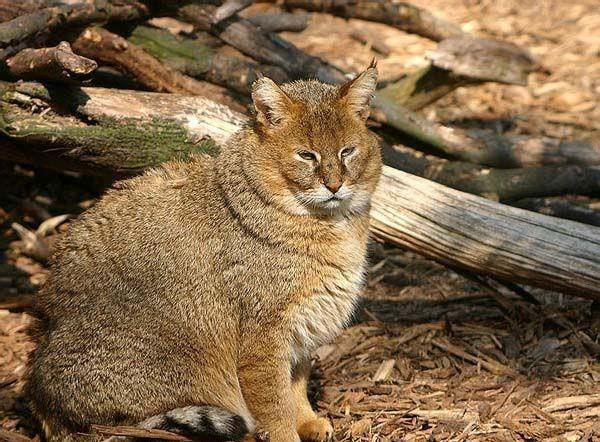 最大的猫属动物——丛林猫，华北民间传说中的“野狸子”是它吗？