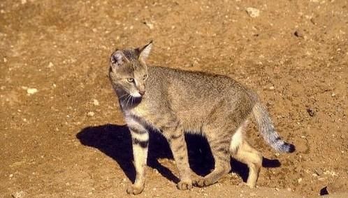 最大的猫属动物——丛林猫，华北民间传说中的“野狸子”是它吗？