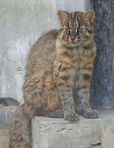 最大的猫属动物——丛林猫，华北民间传说中的“野狸子”是它吗？