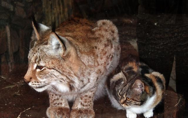 最大的猫属动物——丛林猫，华北民间传说中的“野狸子”是它吗？