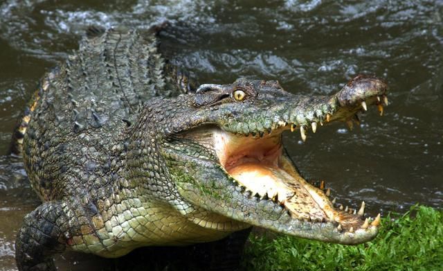 盘点世界上十种最大的鳄鱼