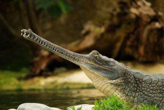 盘点世界上十种最大的鳄鱼