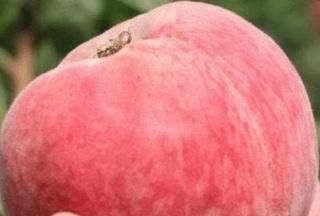 桃子也分“公母”？夏季喜欢吃桃子的人，3大误区要学会避开