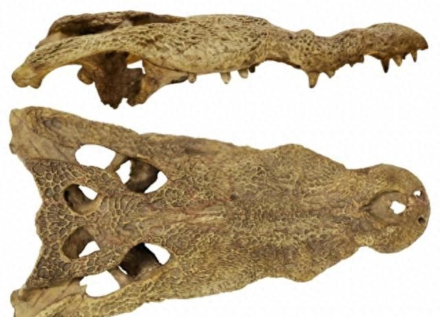美洲鳄鱼来自非洲，推翻相反假说！研究：500万年前沿洋流漂移