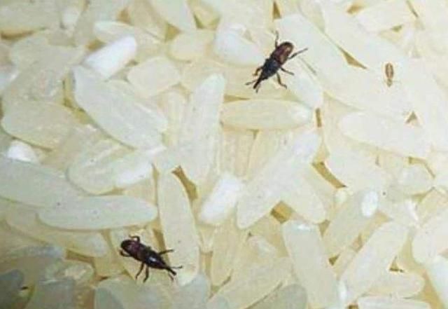 大米中黑色硬壳的虫是什么？大米生了这种东西还能吃吗？