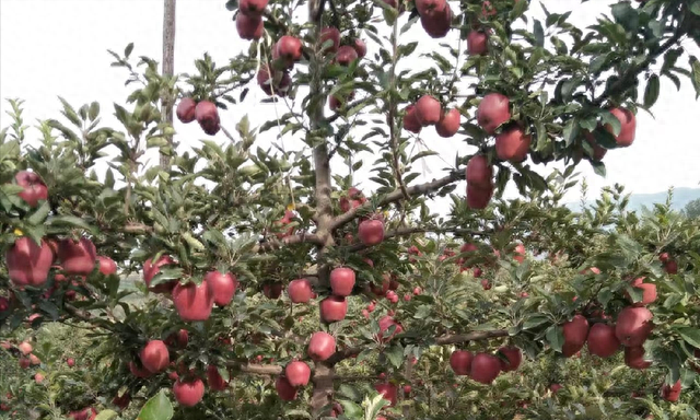 200万吨花牛苹果扎堆上市，为什么价格不到美国蛇果的十分之一？