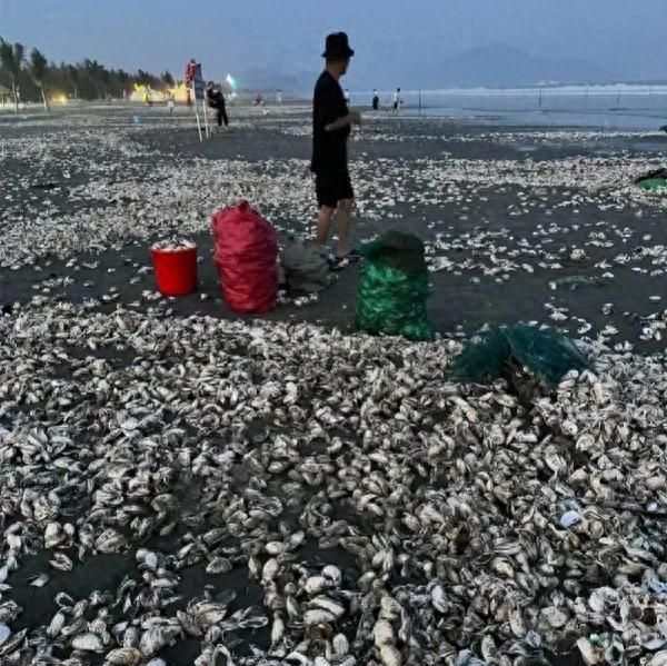 广东一沙滩现大量生蚝，有人捡了一两百斤，渔业部门：建议别吃