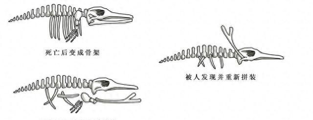 2000多年前，汉武帝巡游时曾射杀的那条“蛟”，究竟是什么动物？