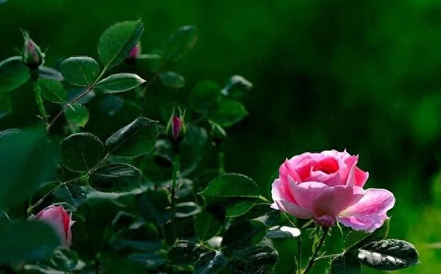教你区分和辨别玫瑰、月季、蔷薇