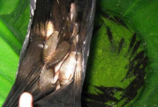 家门前的水沟里钓不完的野鲫鱼，怎么吃起来有股“煤油味”