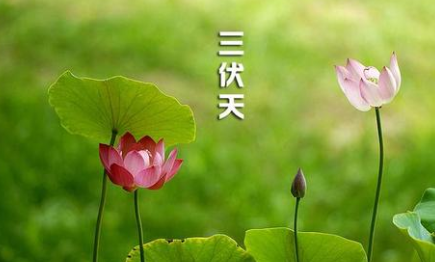 6日小暑，16日入伏，为何今年中伏20天？“三伏”是如何推算的？