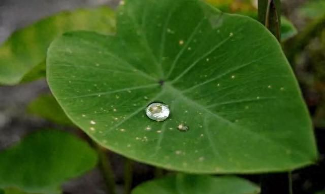 海芋、魔芋、香芋，它们都属于芋头家族吗？