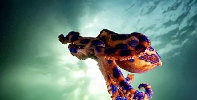 13种最毒的海洋生物