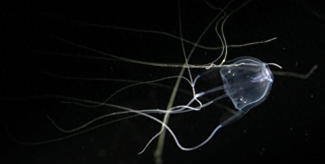 13种最毒的海洋生物