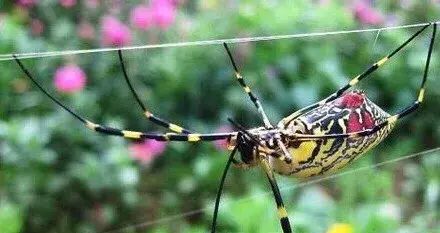 【趣味冷知识】蜘蛛是如何织网的？
