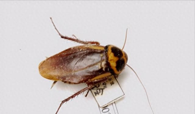 大强虫控：常见蟑螂澳洲大蠊的习性和防治措施