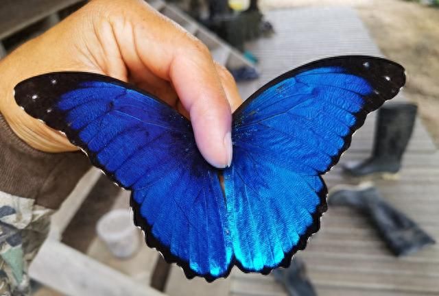 雨水为啥打不湿蝴蝶翅膀？解密后科学家做出世上最防水的材料