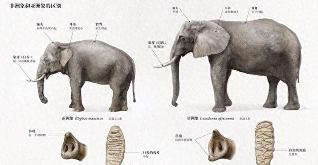 假如大象早已灭绝，科学家通过化石复原的大象会是什么模样？