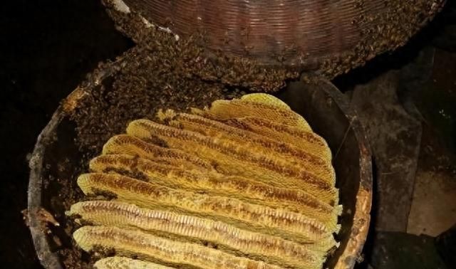 一斤蜂蜜9.9元还包运费，这样的蜂蜜是怎么产出来的？揭秘网上低价蜂蜜的真相