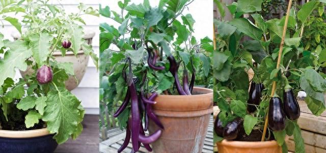 特耐热的7种蔬菜，夏季露养在户外也能生长旺盛