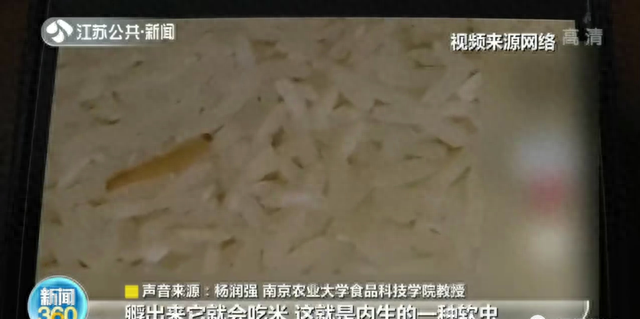 家里的米为啥凭空出现小虫？专家释疑