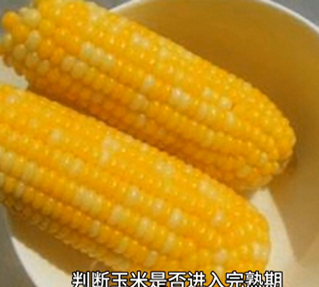 如何判断玉米是否进入完熟期？