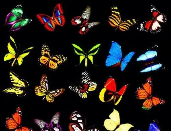 蝴蝶的翅膀为什么会有那么多颜色？原来是这样的！