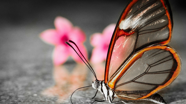 蝴蝶的翅膀为什么会有那么多颜色？原来是这样的！