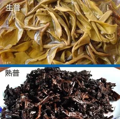 普洱生茶和熟茶的区别你知道多少图4