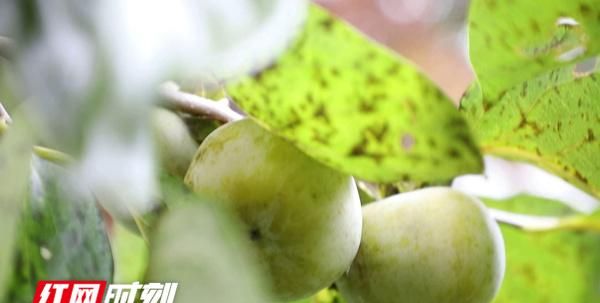 秋日美食丨新田：苦涩青柿子“变身”美味“脆苹果”