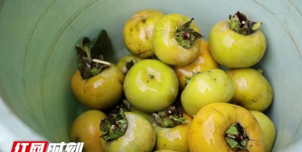 秋日美食丨新田：苦涩青柿子“变身”美味“脆苹果”