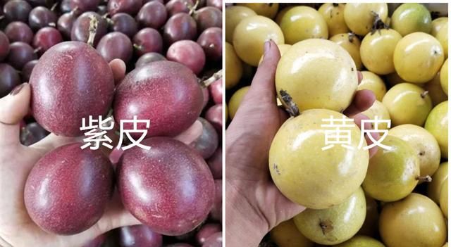 买水果百香果，挑“紫皮”还是“黄皮”的？差别不止一点，别买错