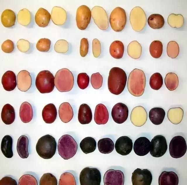 彩色土豆：具有中国自主知识产权的新品种，每公斤能卖12元！