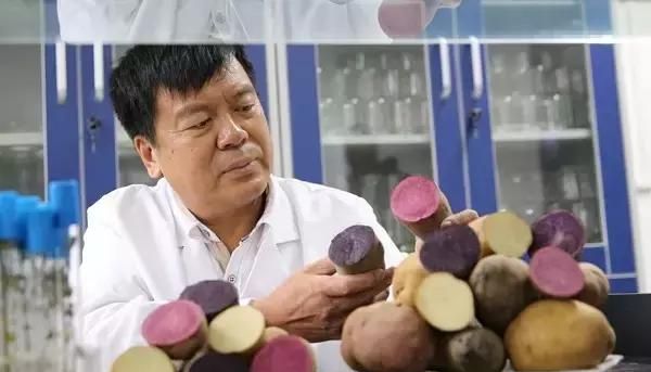 彩色土豆：具有中国自主知识产权的新品种，每公斤能卖12元！