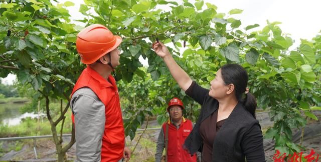 国网衡阳供电公司：电力赋能桑果加工 保质期延长半月