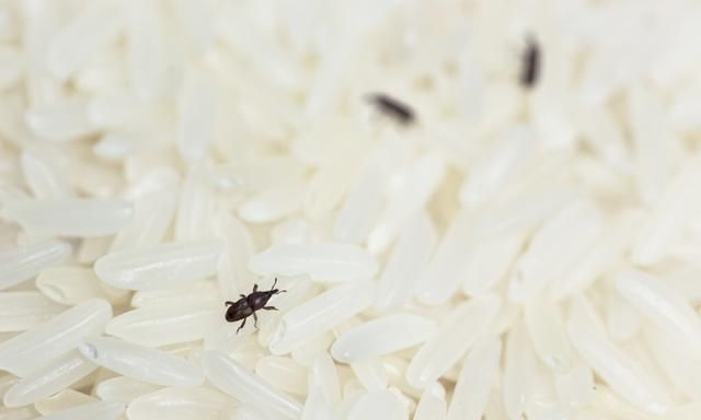 米里有黑虫子怎么处理还能吃吗？怎么防止米生虫-壹健康经验