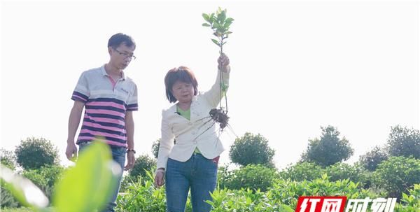 代表委员聚力扶贫⑧︱杨莉：“栀子妈妈”的“强迫症”