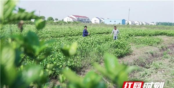 代表委员聚力扶贫⑧︱杨莉：“栀子妈妈”的“强迫症”