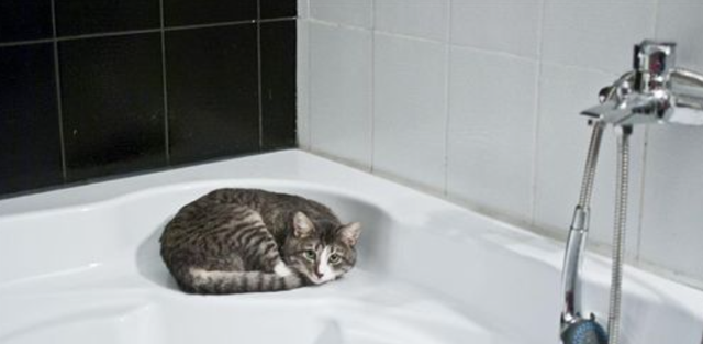 猫天生怕水背后的科学知识，你知道多少？