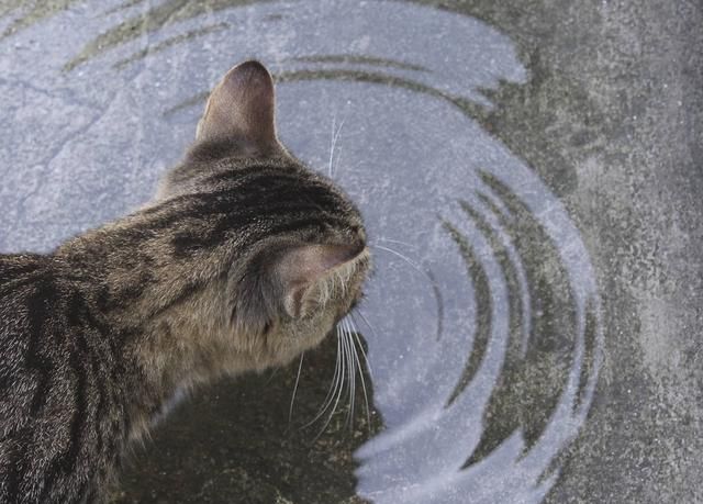 猫天生怕水背后的科学知识，你知道多少？