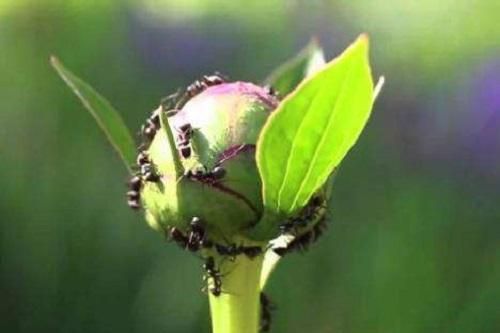 盆里虫灾泛滥，快喷点自制“灭虫水”，蜈蚣蚂蚁都杀死