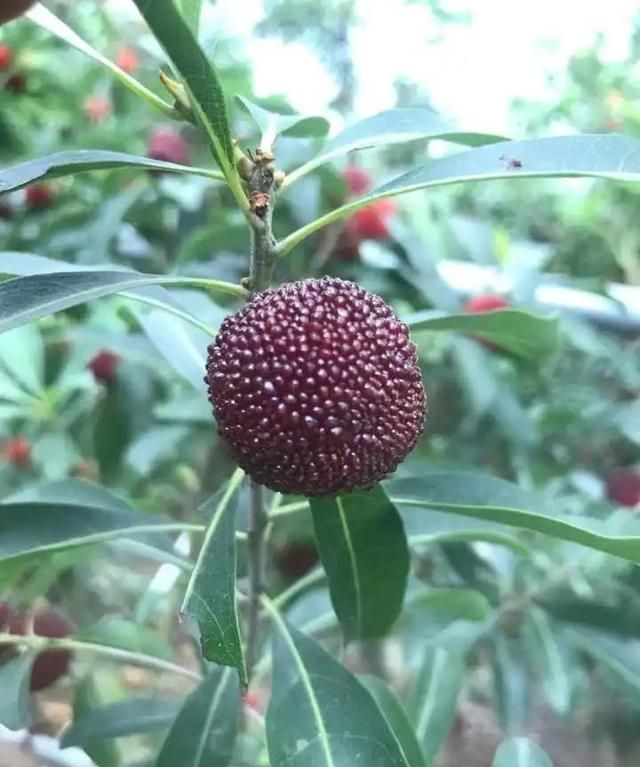 饭后吃水果，突然飞出许多小虫子！吃还是不吃？