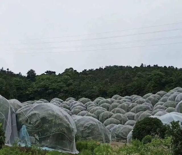 饭后吃水果，突然飞出许多小虫子！吃还是不吃？