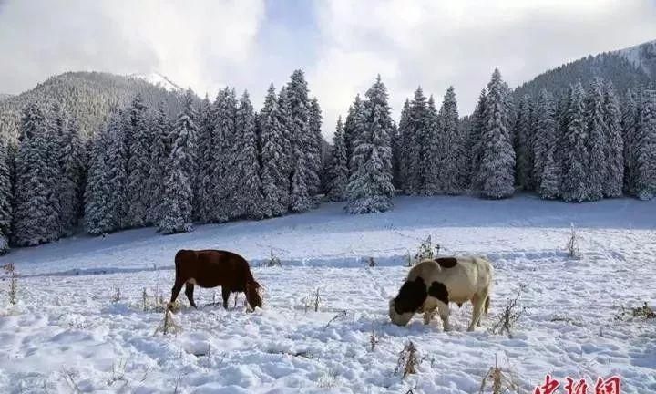 我在北方大雪纷飞你在南方艳阳里图19